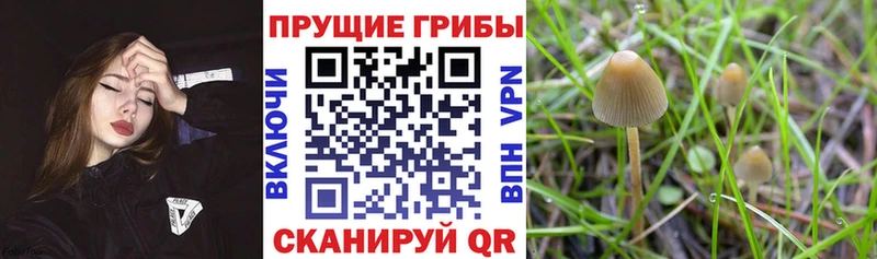Купить  Покровск  Галлюциногенные грибы мухоморы 